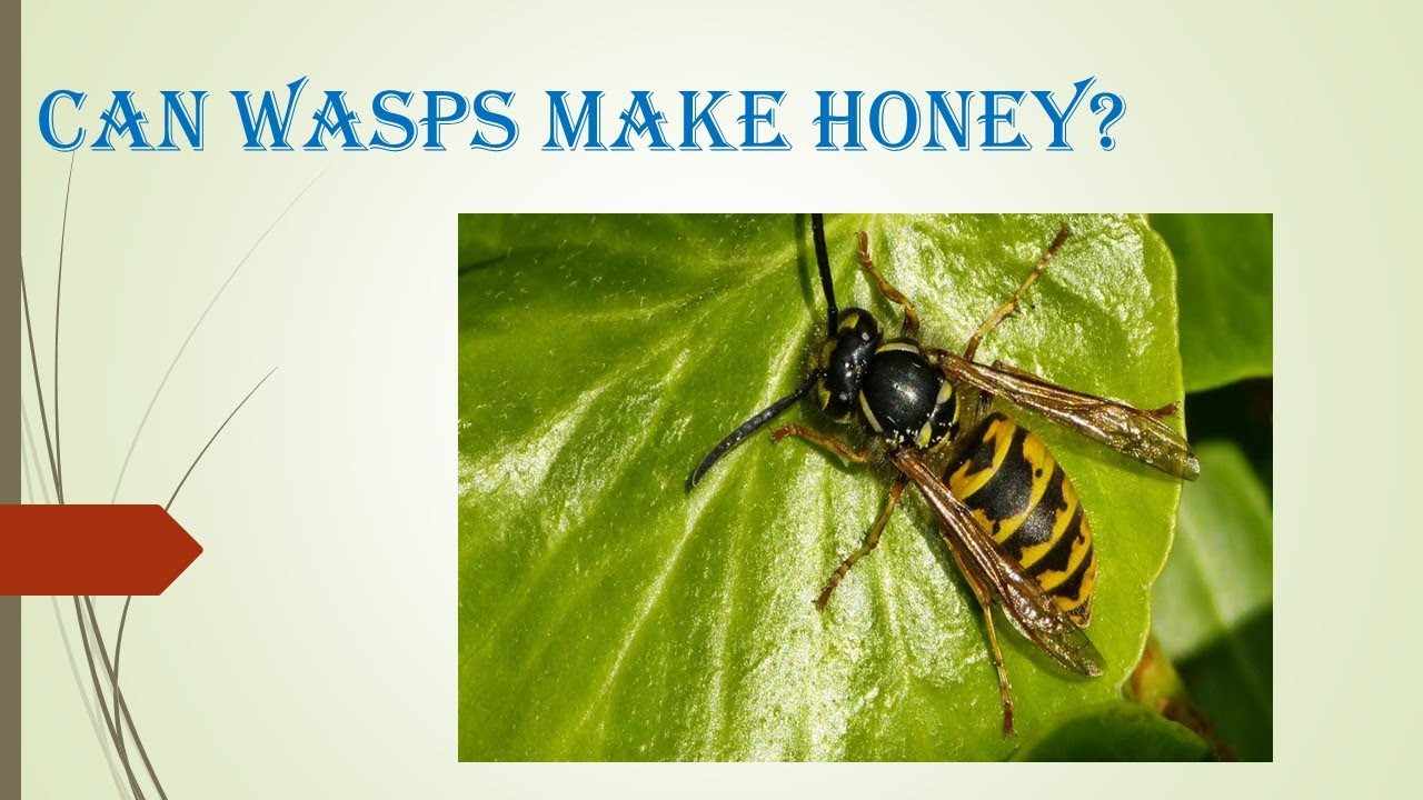 Can wasps make honey?