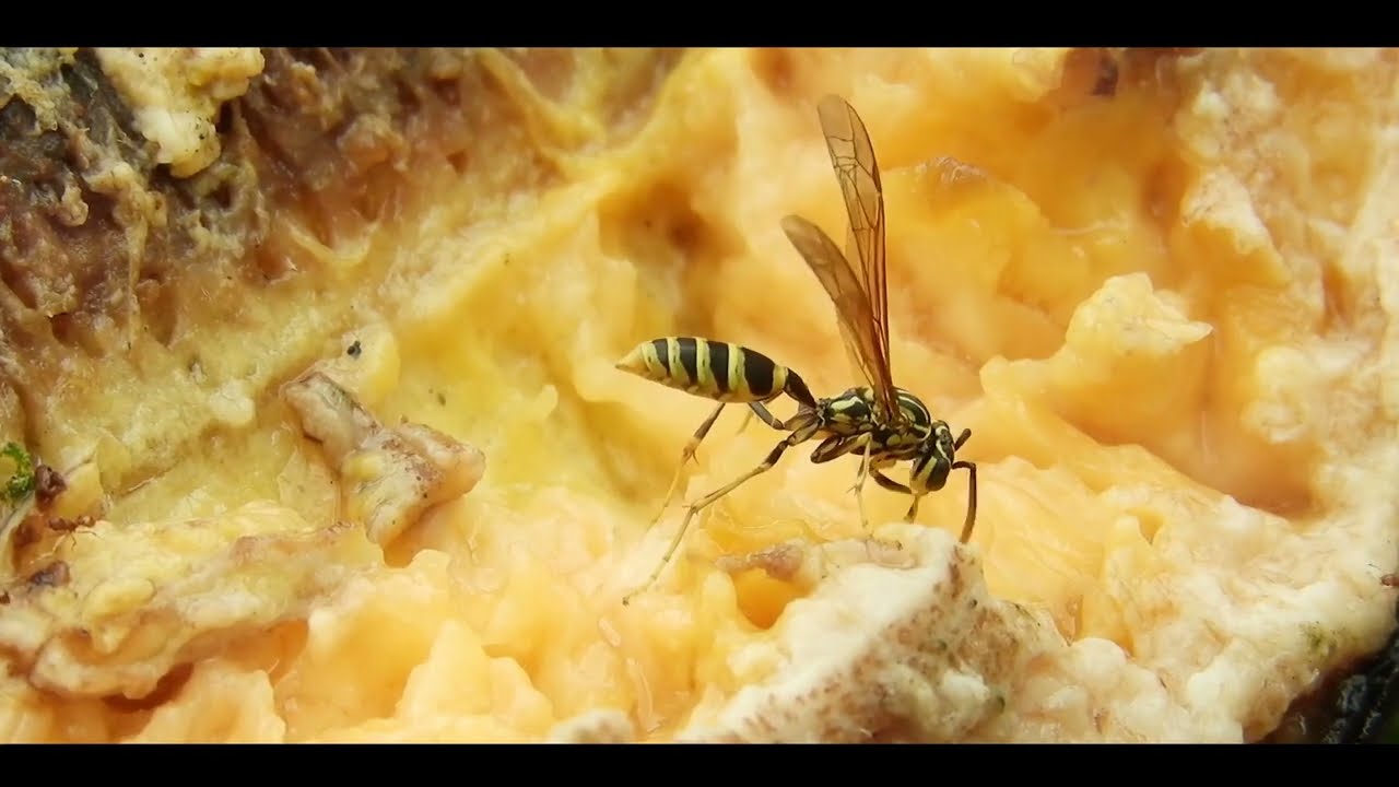 Looking at Whether Wasps Make Honey or Not