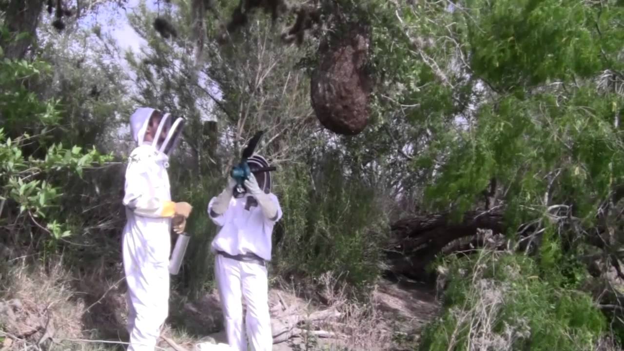 Mexican Honey Wasps