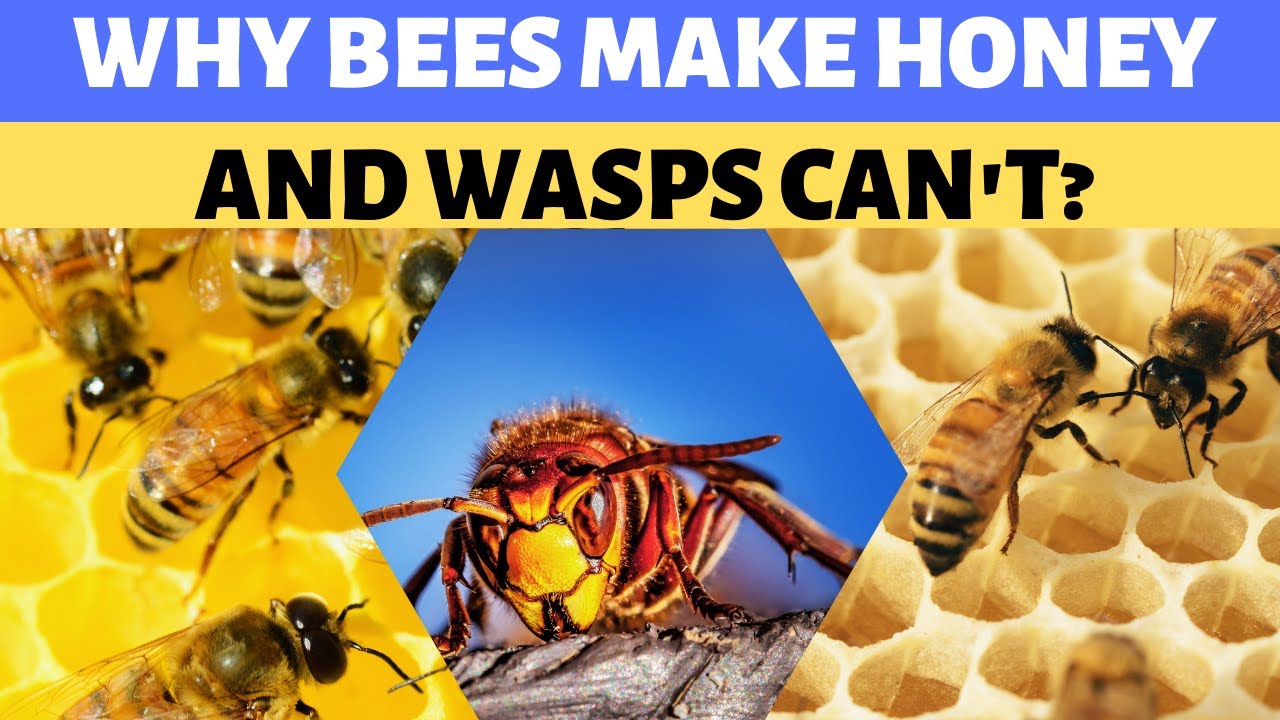 Why Bees Make Honey and Wasps Can't?