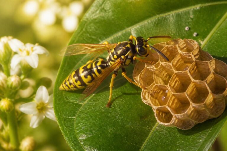 explore whether wasps produce honey and uncover the scientific facts behind their behavior in this detailed article.